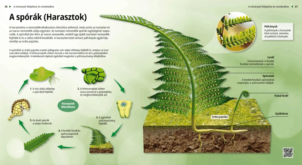 Spores (Ferns)