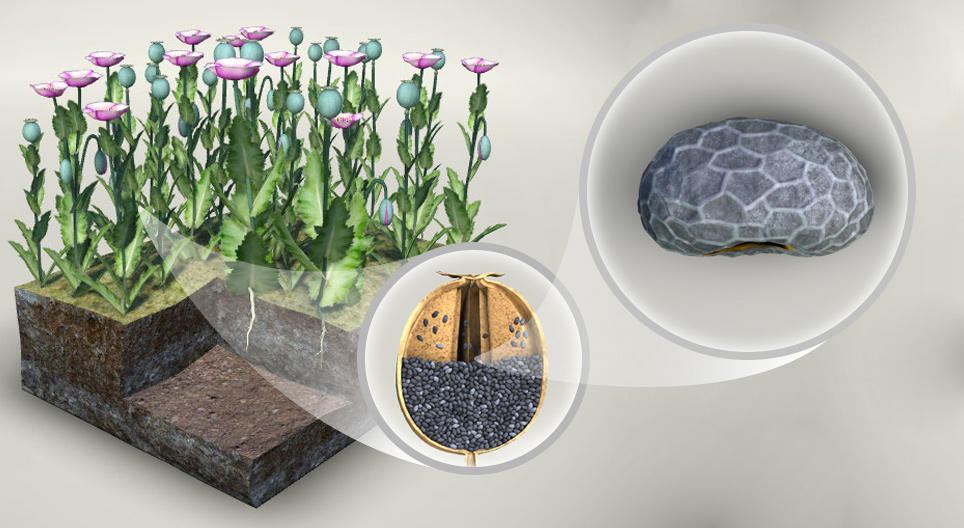 Breadseed poppy نماذج ثلاثية الأبعاد موزايك للتعليم و التعلم الرقمي