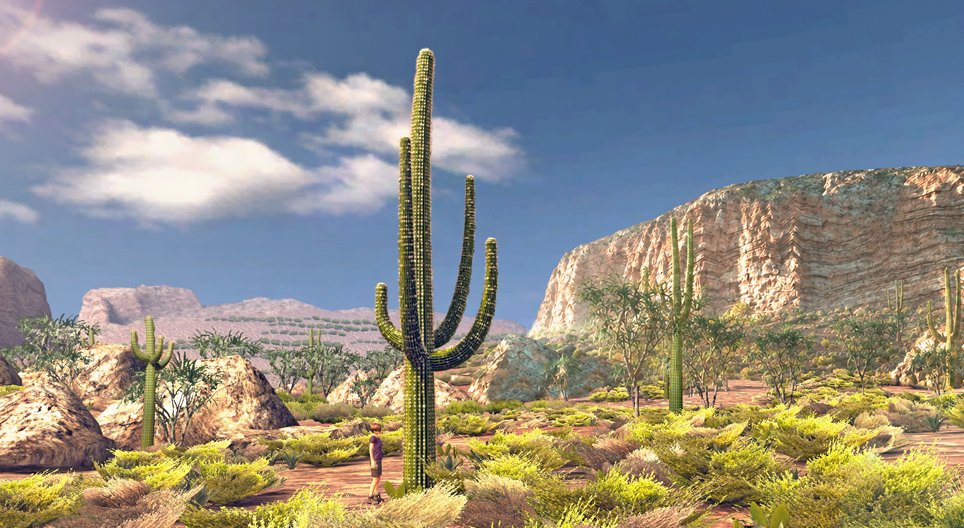 Saguaro cactus