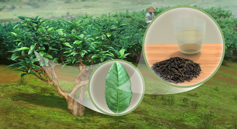 Čajovník čínský (Camellia sinensis)