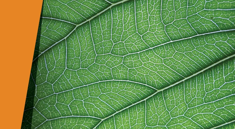 Leaf peeling