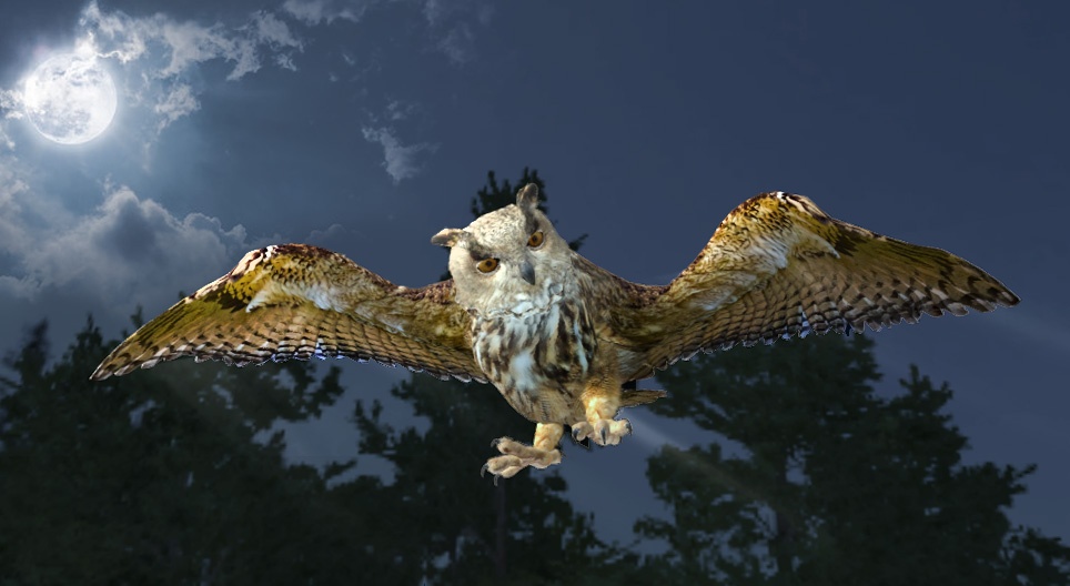Stor hornugle (Bubo bubo)