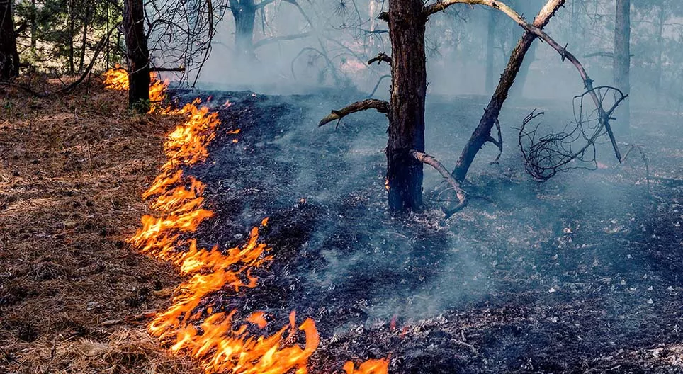 Seit wann verwenden wir Feuer?