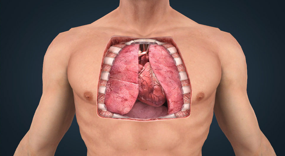 Die Anatomie des Herzens