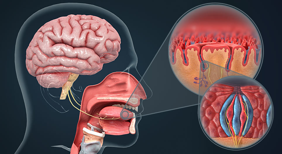Der Geschmackssinn 3d Modell Mozaik Digitale Bildung Und Lernen