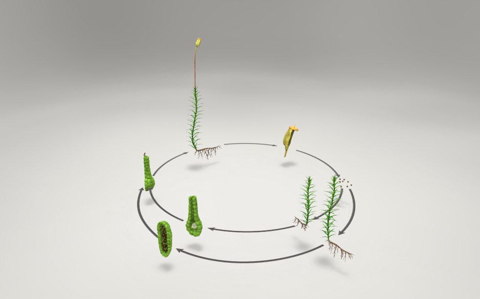 Der Lebenszyklus von Pflanzen - 3D-Modell - Mozaik Digitale Bildung und  Lernen