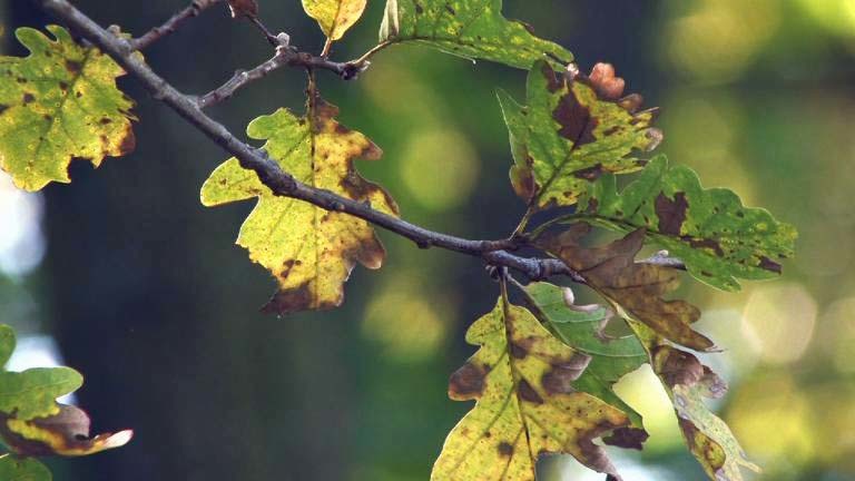 Die Traubeneiche Video Mozaik Digitale Bildung und Lernen