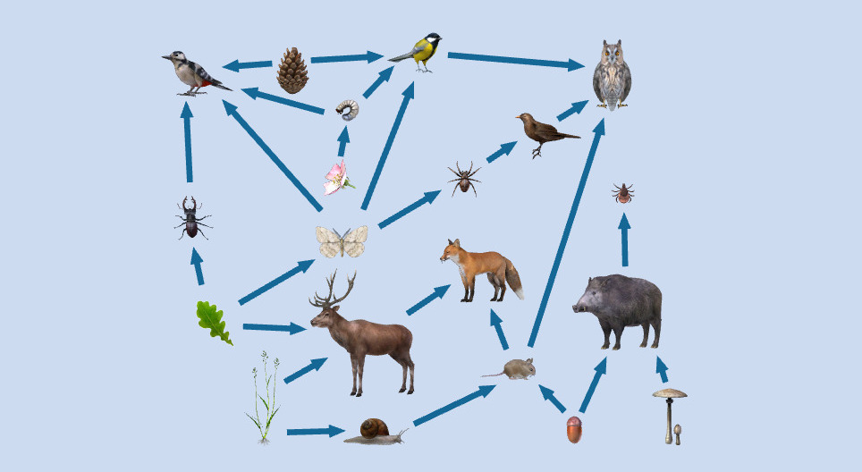 Food chains - 3D scene - Mozaik Digital Education and Learning