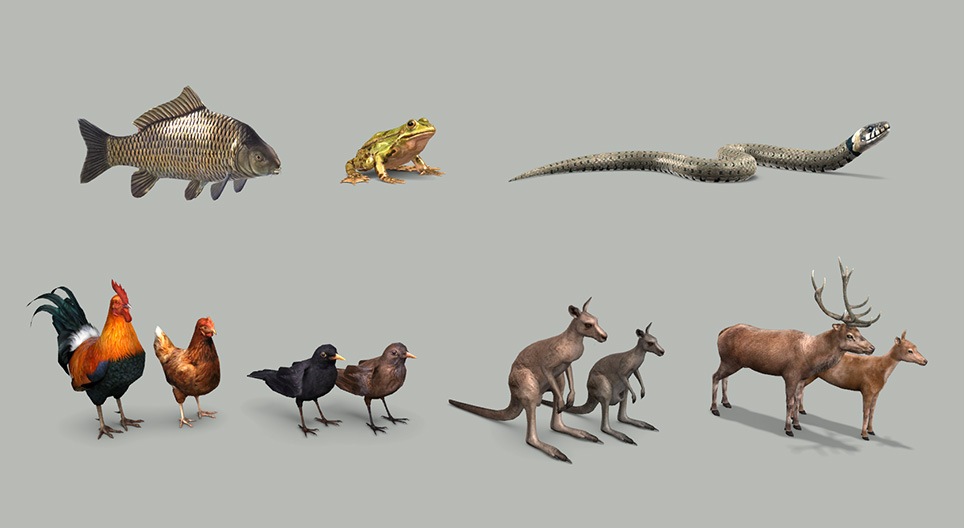 The life cycle of vertebrates