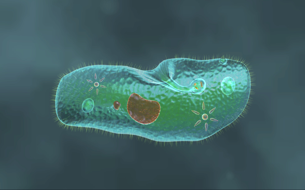 Paramecium caudatum video