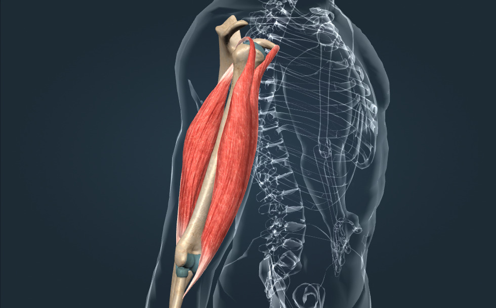 Muscles of the upper arm - 3D scene - Mozaik Digital Education and Learning