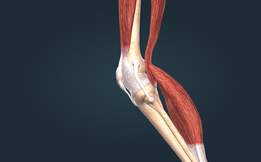 Knee joint - 3D scene - Mozaik Digital Education and Learning