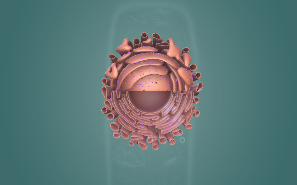 Endoplasmic reticulum