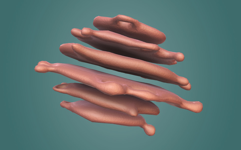 Golgi apparatus