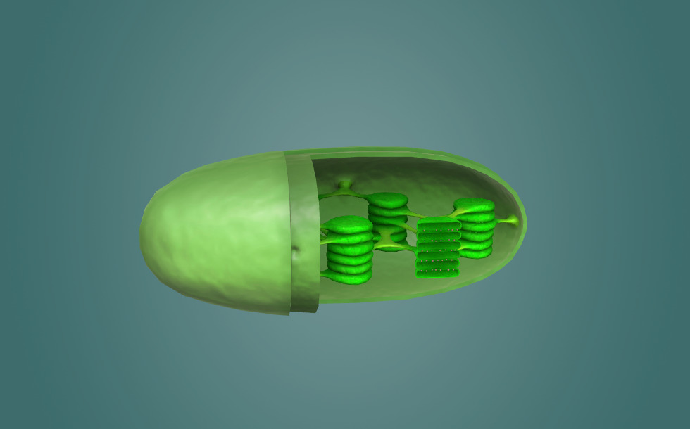Mitochondrion