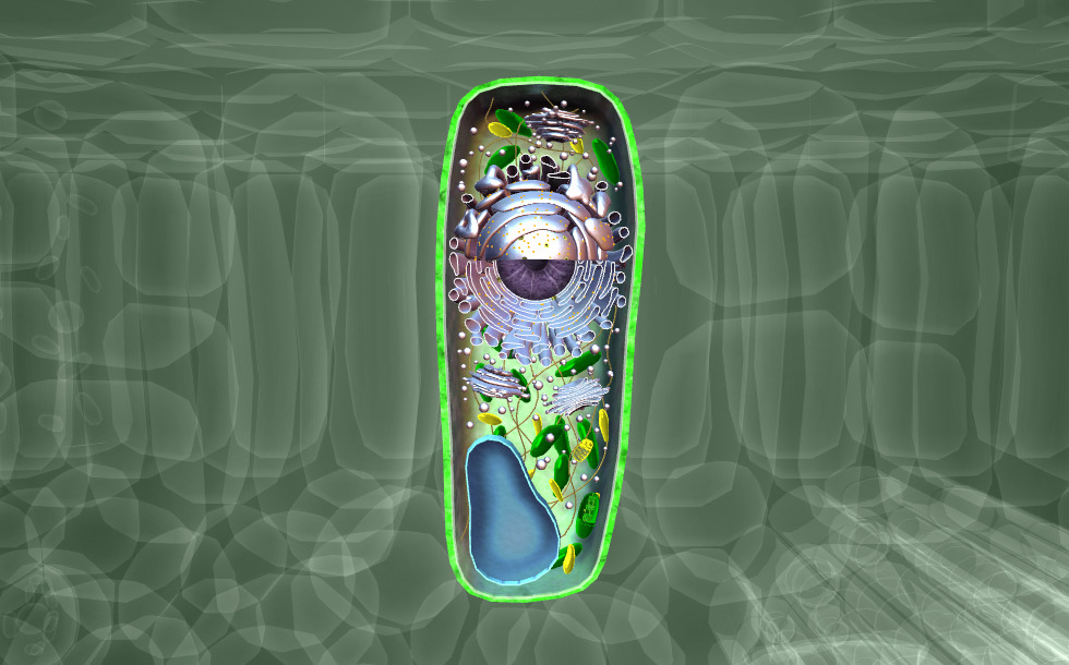 Plant cell