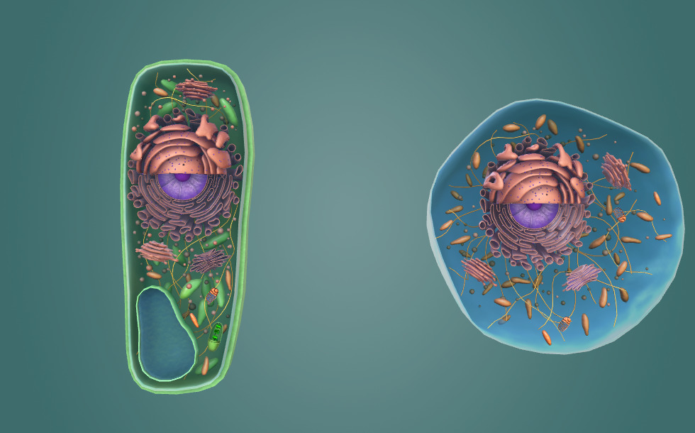 Cell