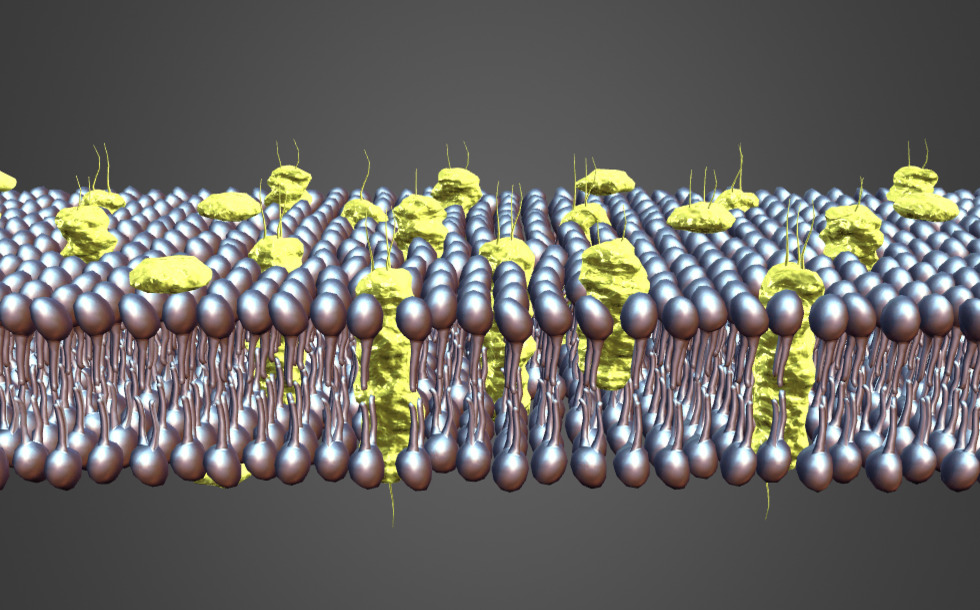 Cell membrane