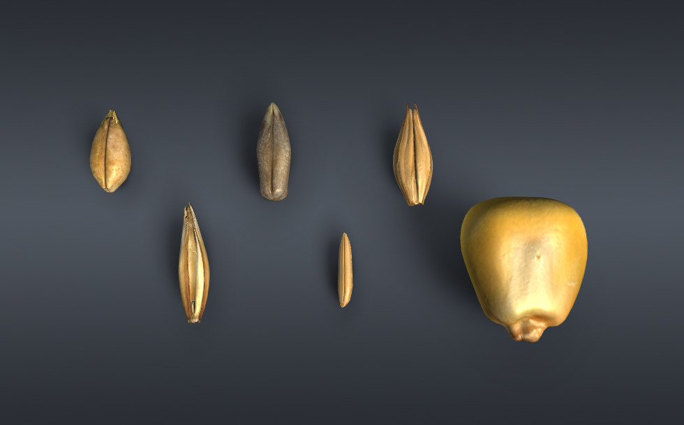Cereals - 3D scene - Mozaik Digital Education and Learning