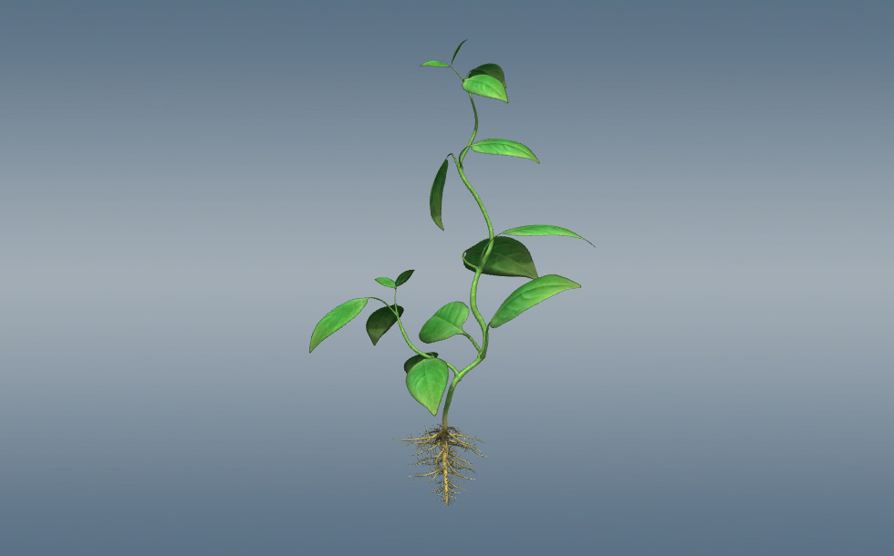 Plant tissues - 3D scene - Mozaik Digital Education and Learning