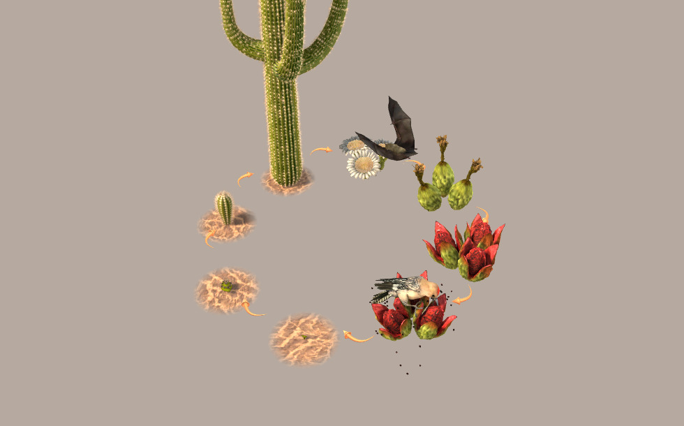Life cycle