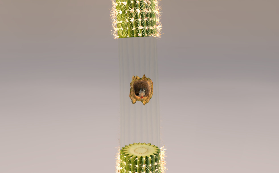 Bird nest