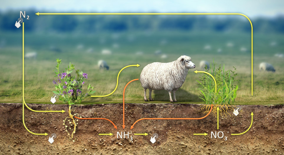 Nitrogen cycle 3D scene Mozaik Digital Education and Learning