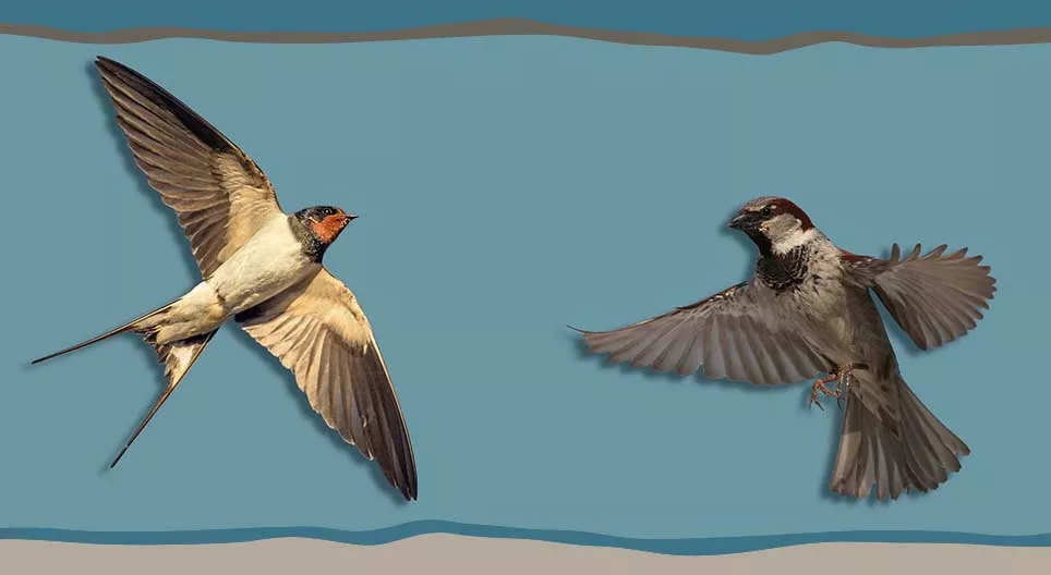 How can we recognise house sparrows and barn swallows? Digital