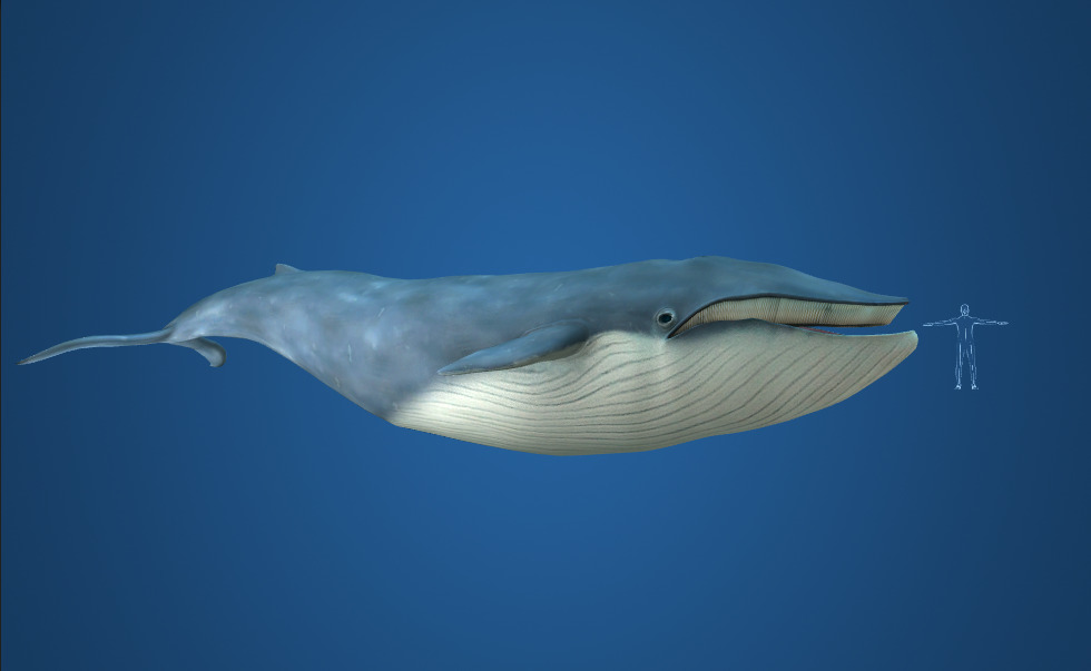 Blue whale - 3D scene - Mozaik Digital Education and Learning