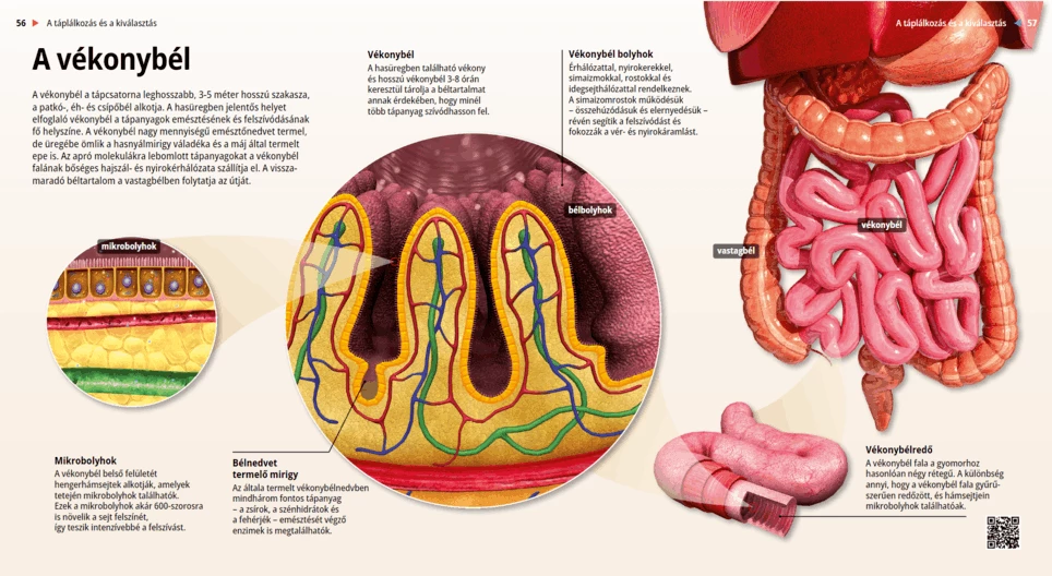 El intestino delgado