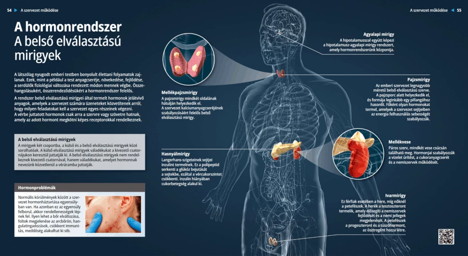 El sistema hormonal Las glándulas endocrinas