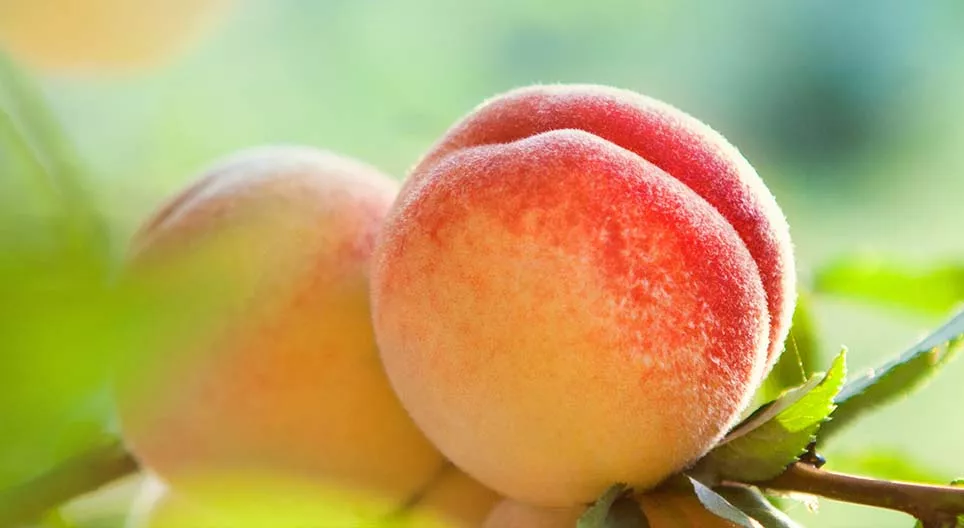 ¿Qué tipo de fruta es el melocotón?