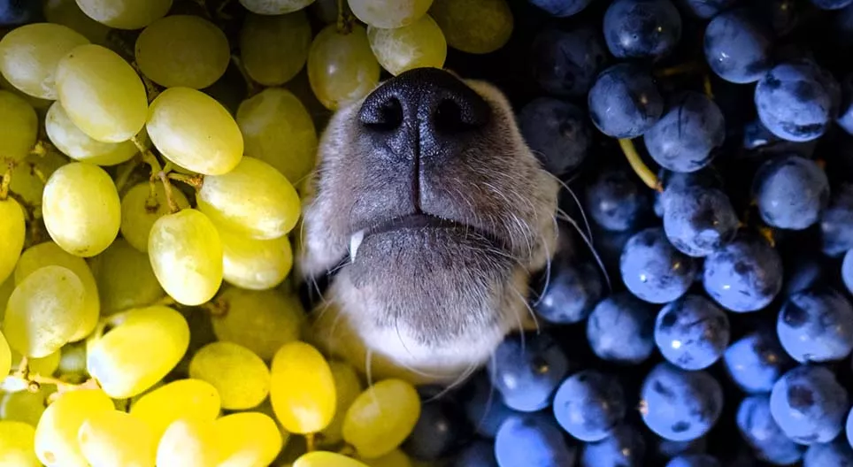 ¿Por qué es bueno comer uvas?