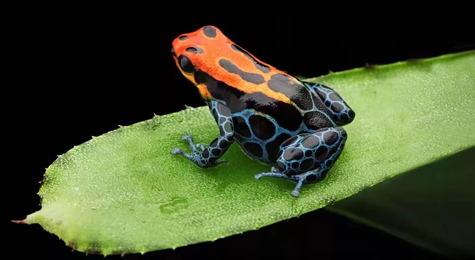 ¿Son venenosas las ranas punta de flecha?