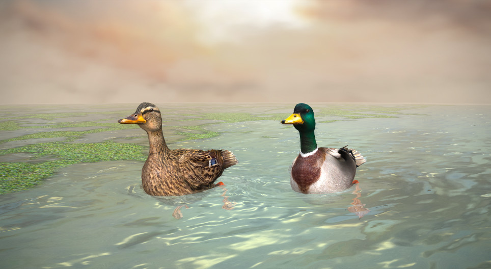 Ánade real