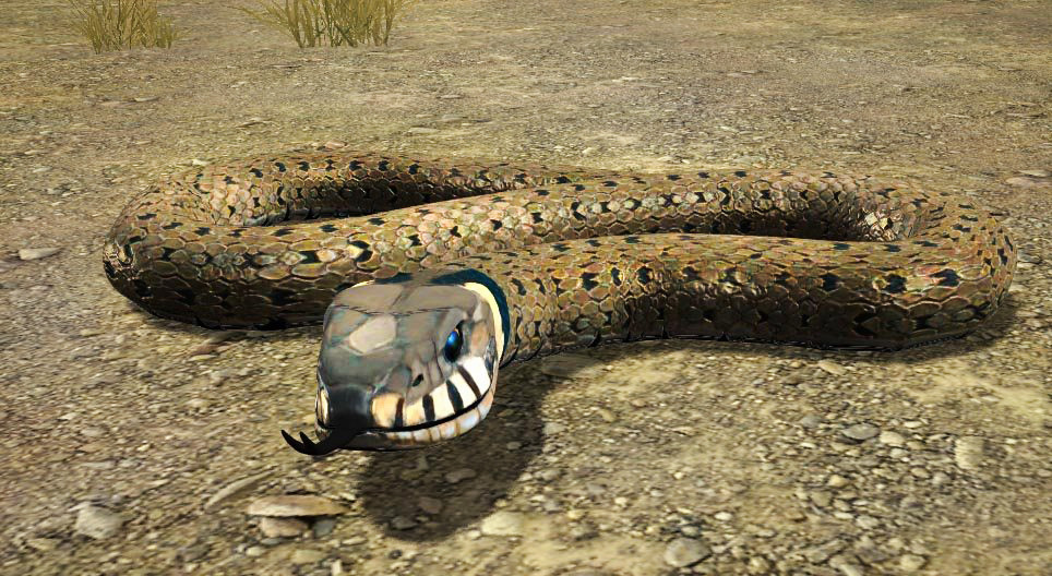 Culebra de collar