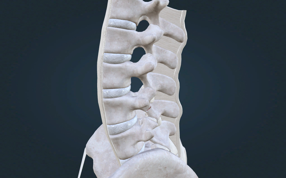 45° degrees oblique view of the lumbar spine - escena en 3D