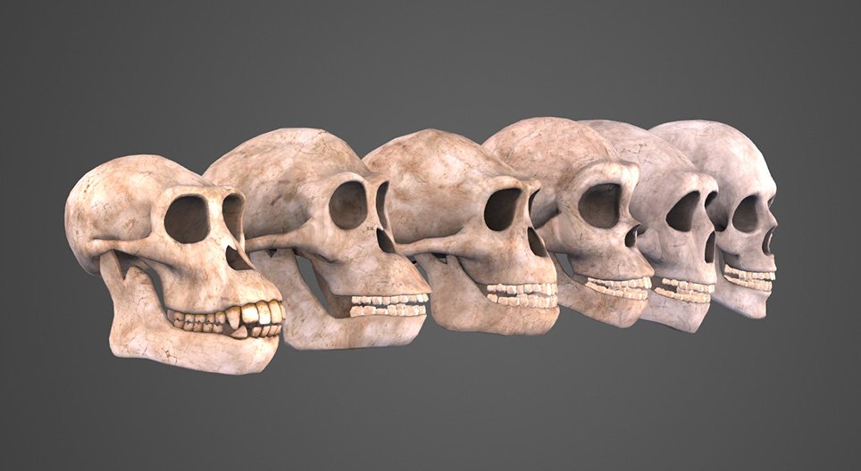 Evolución humana