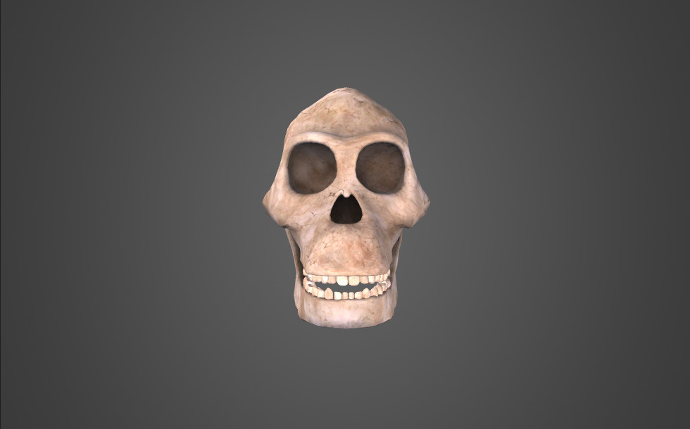 Mono del sur (Australopithecus)