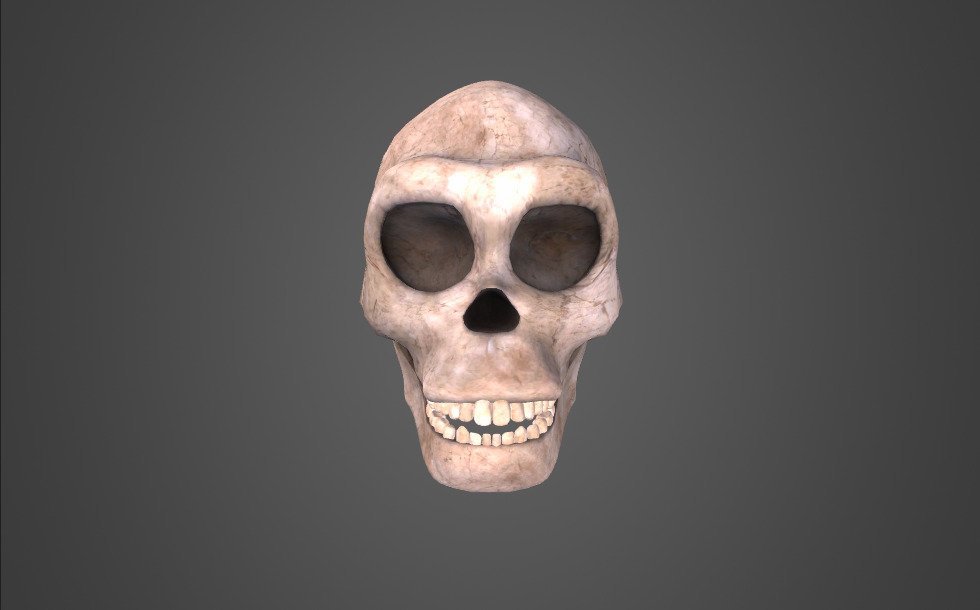 Hombre erguido (Homo erectus)