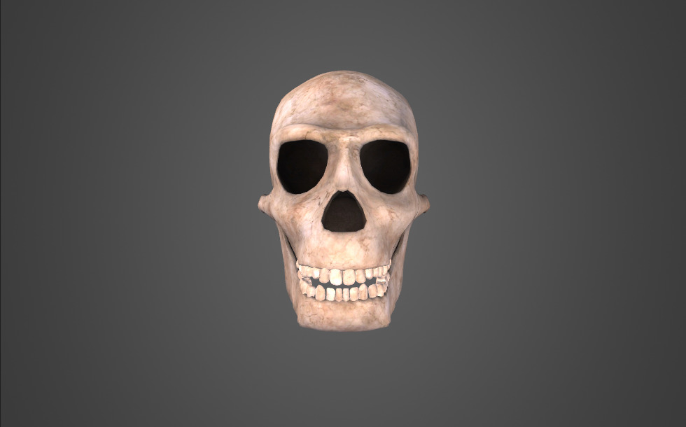 Hombre hábil (Homo habilis)