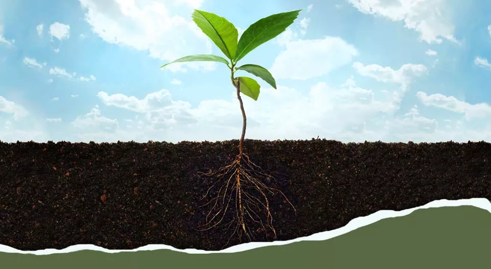 From root to leaf