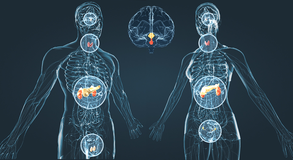Endocrine system