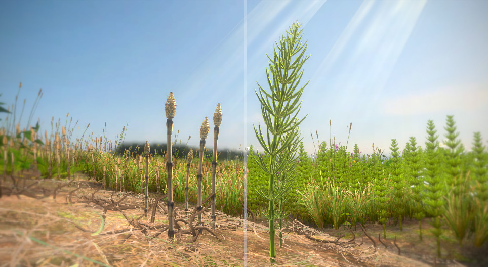Field horsetail