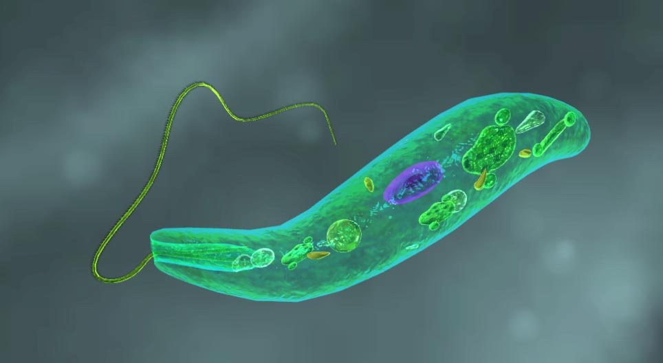 Euglena viridis (silmälevä)