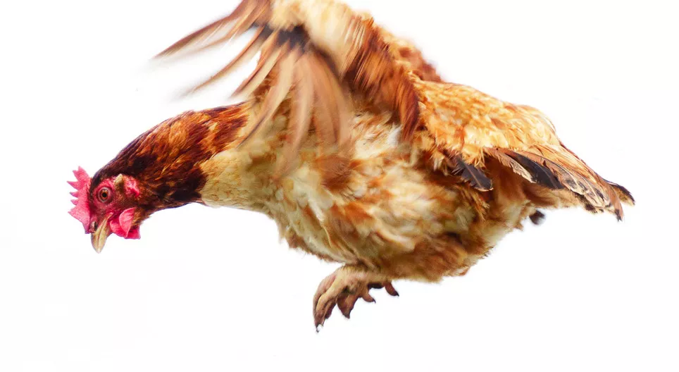 La poule peutelle voler ? Leçon numérique Mozaik Digital Learning