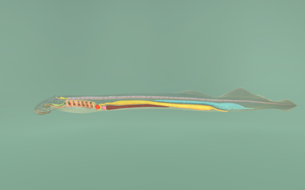 Paklara Riba Riječna paklara - Lampetra fluviatilis - 3D scene - Mozaik digitalno ...