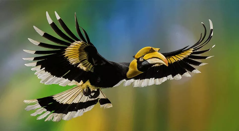 Csodálatos madárvilág