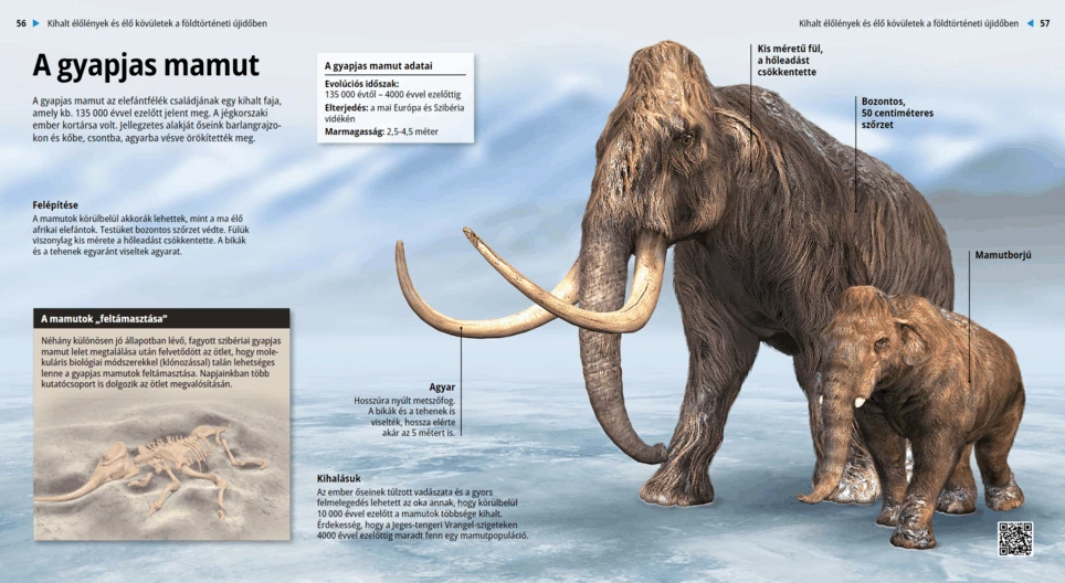 Mammut lanoso
