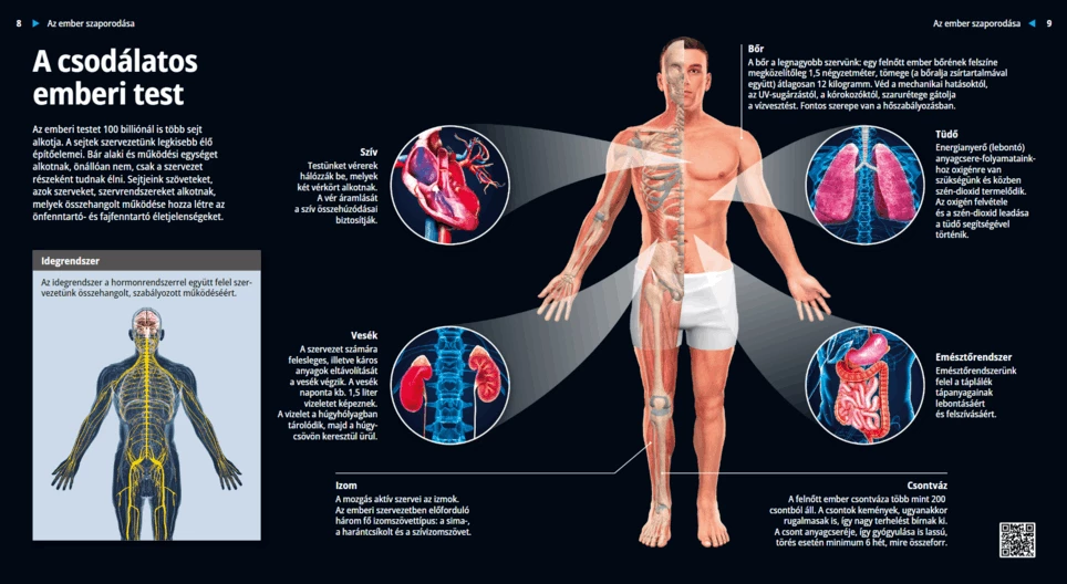 Il meraviglioso corpo umano 8